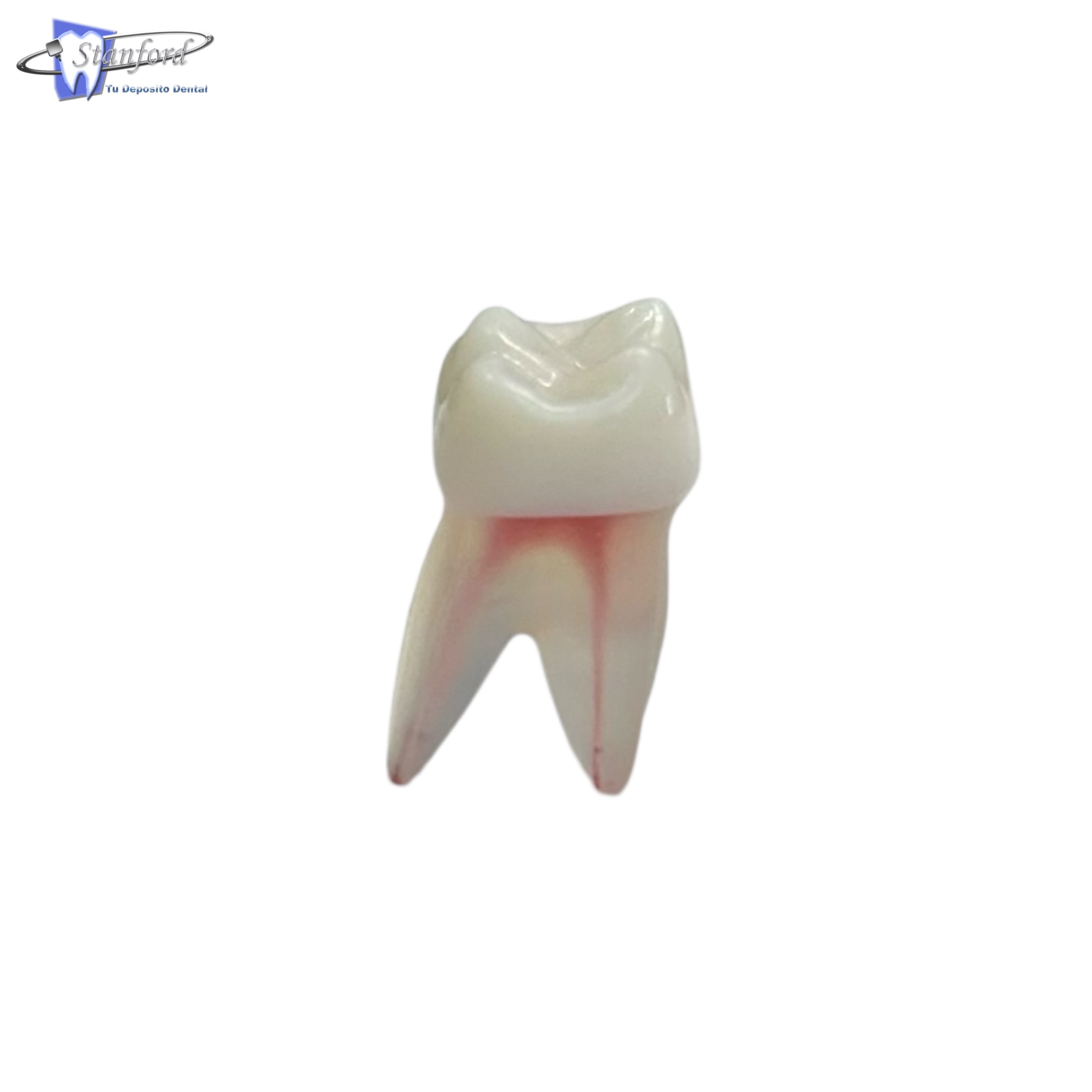 Diente Molar Sup/Izq Anatomico C/Pu