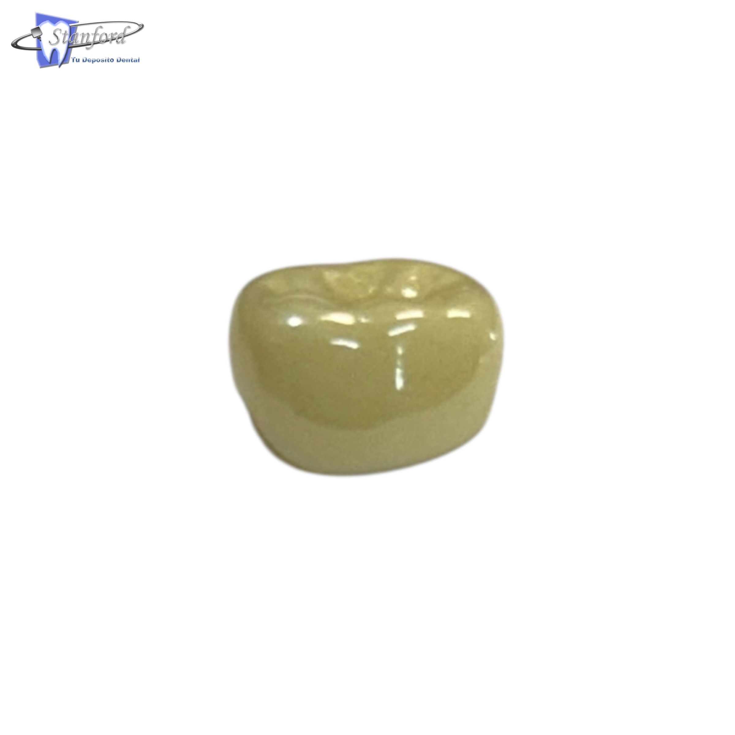 1Er Molar Permanente, Inferior Izquierdo # 2, Color A2