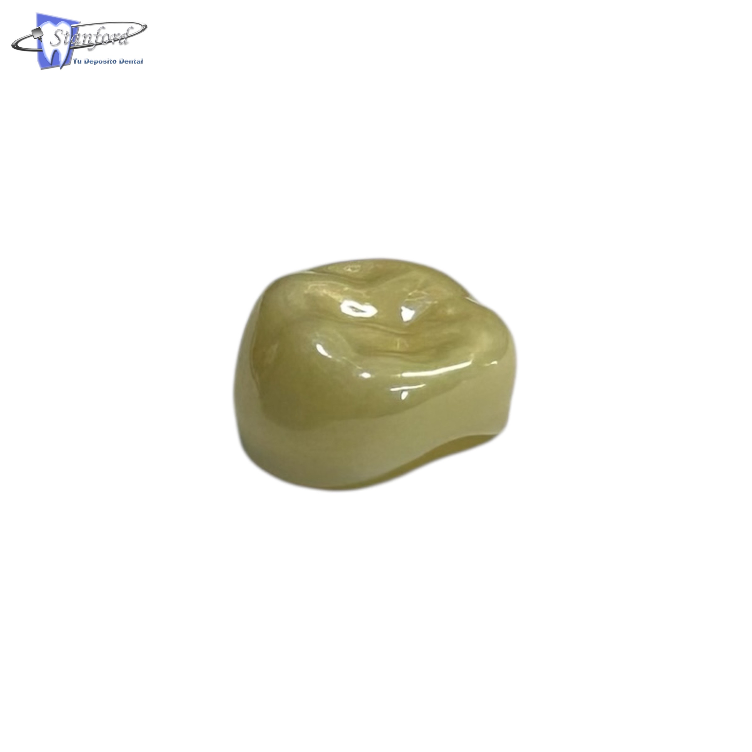 1Er Molar Permanente, Inferior Derecho # 3, Color A2