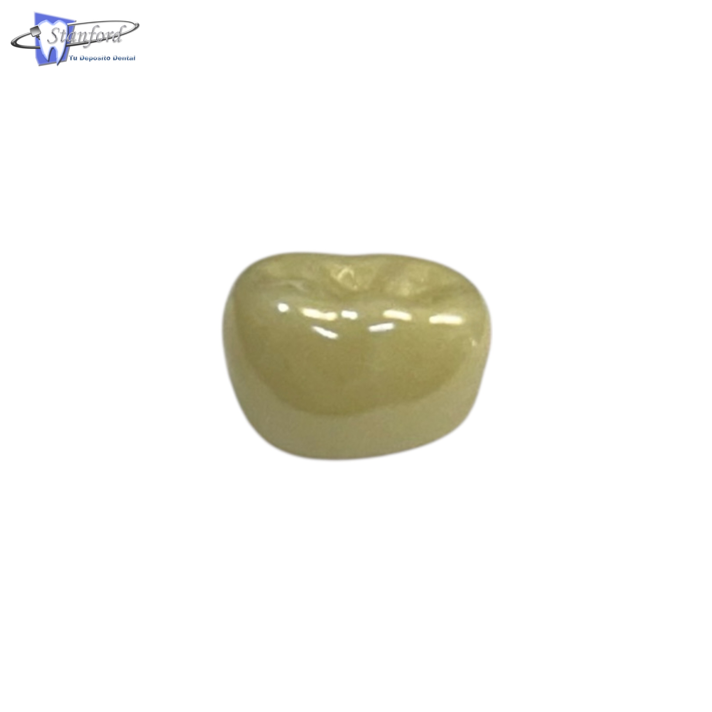 1Er Molar Permanente, Inferior Izquierdo # 4, Color A2