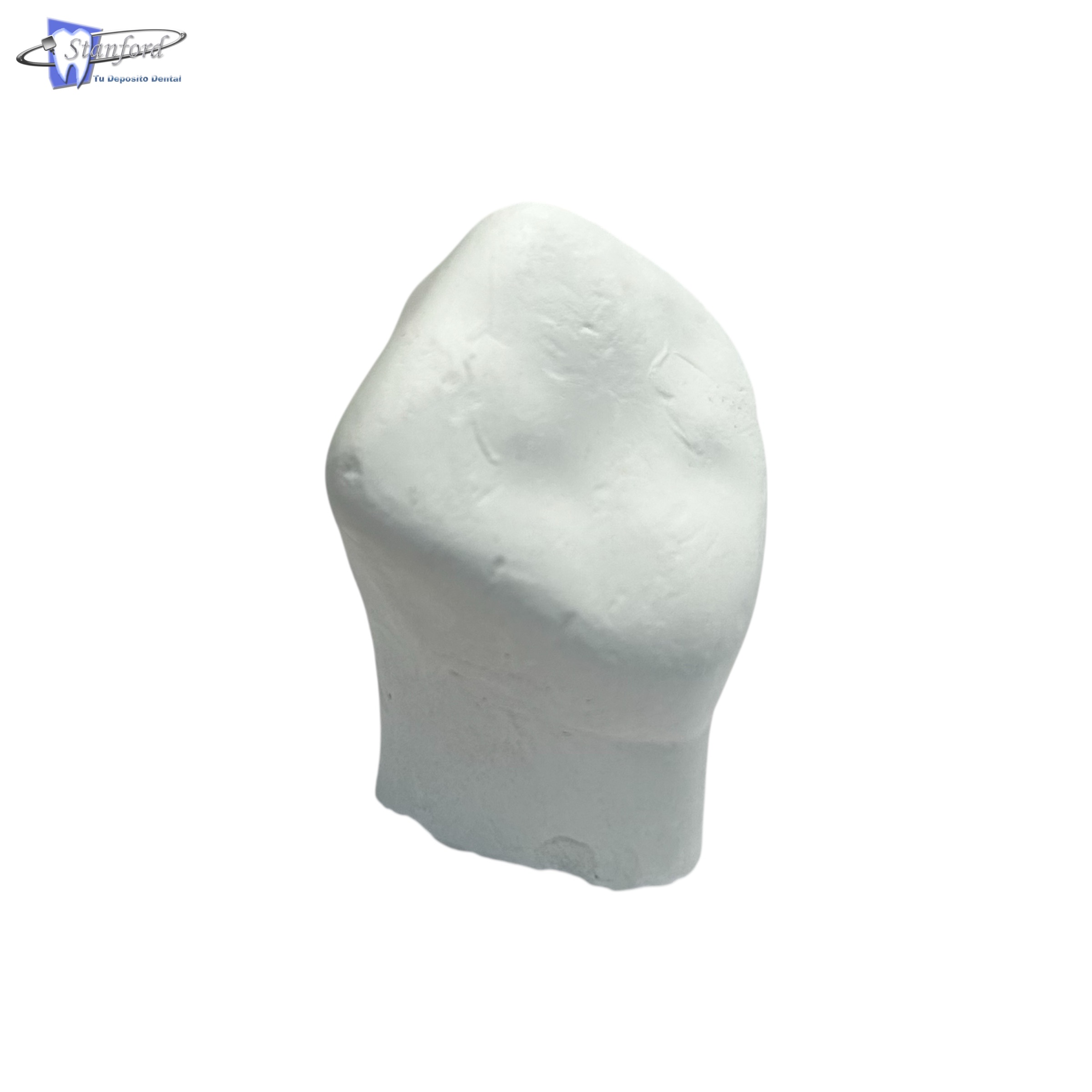 Macrodiente De Yeso Adulto Central Inferior