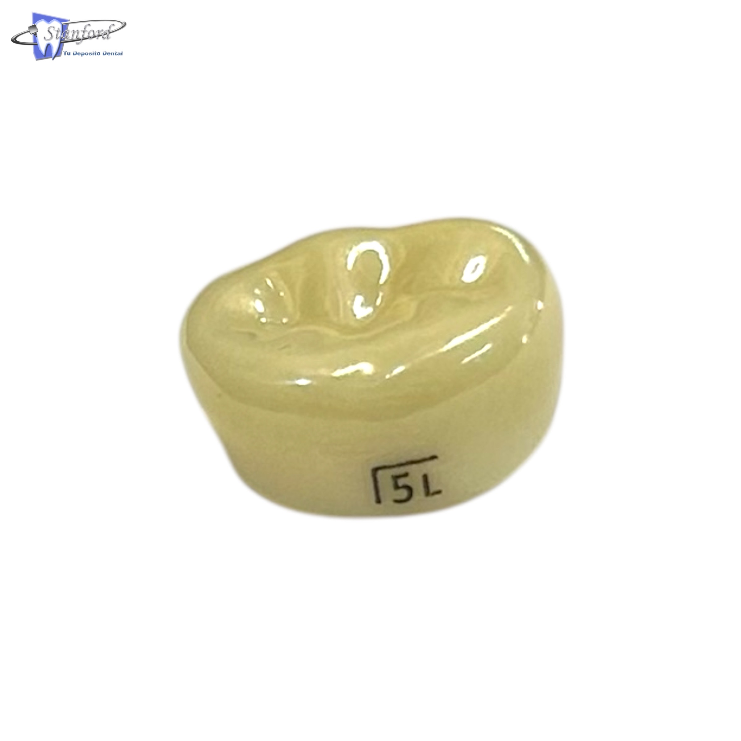 1Er Molar Permanente, Inferior Derecho # 5, Color A2