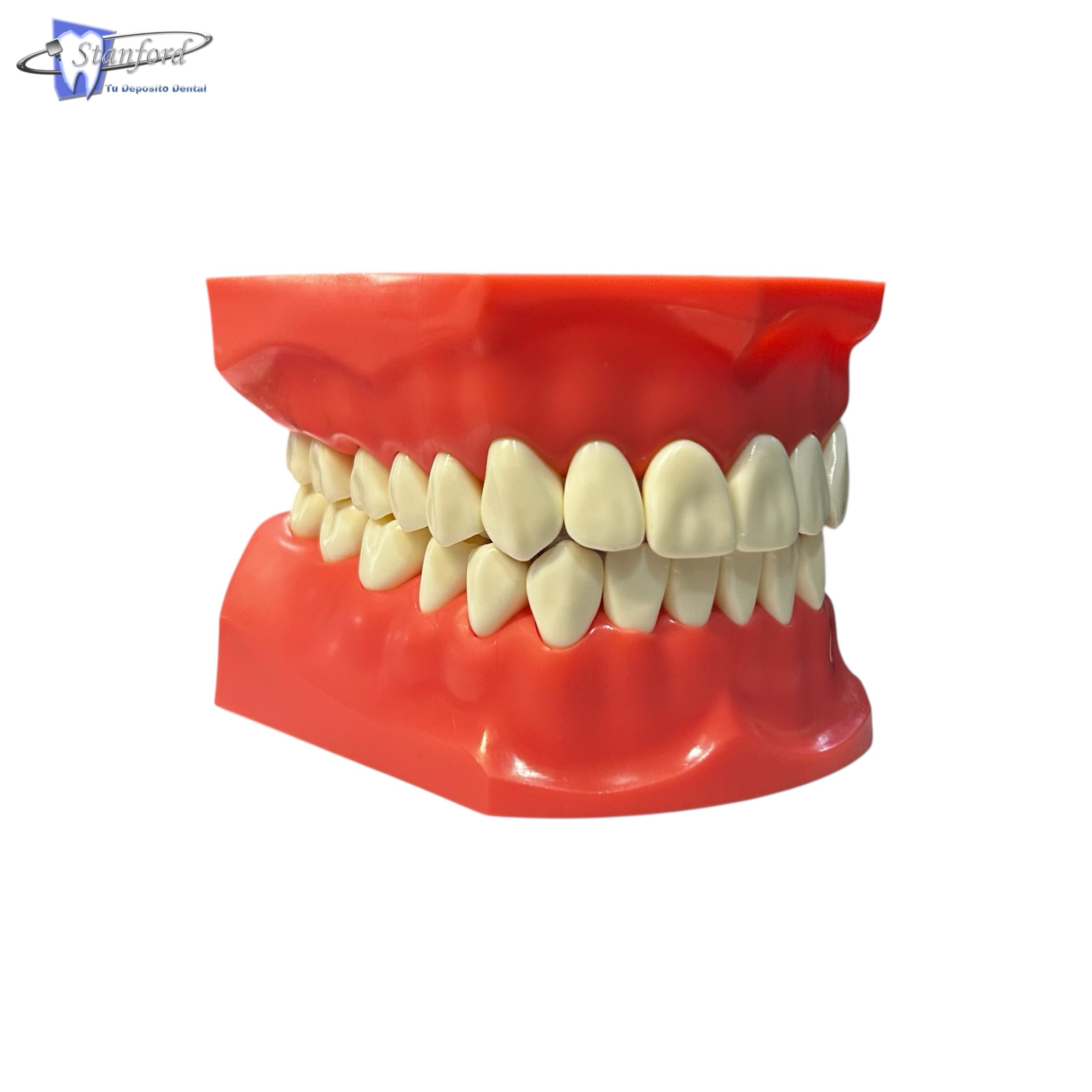 Tipodonto Jumbo Con Dientes Intercambiables Y Articulador Premium